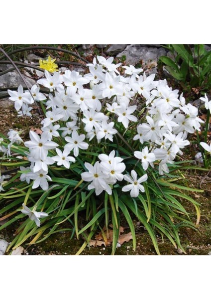 10 Adet Tohum Bahar Yıldızı Çiçeği Tohumu Bahar Yıldızı Çiçek + Saksı Toprak