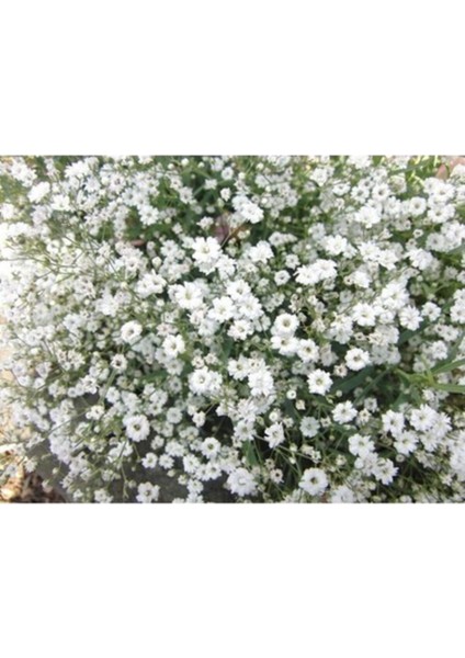 10 Adet Tohum Bahar Yıldızı Çiçeği Tohumu Bahar Yıldızı Çiçek + Saksı Toprak fiyatları