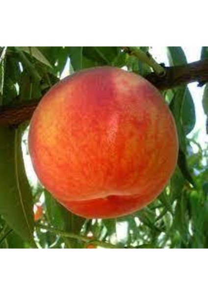 2 Adet Bursa Yarma Şeftali Tohumu fiyatları