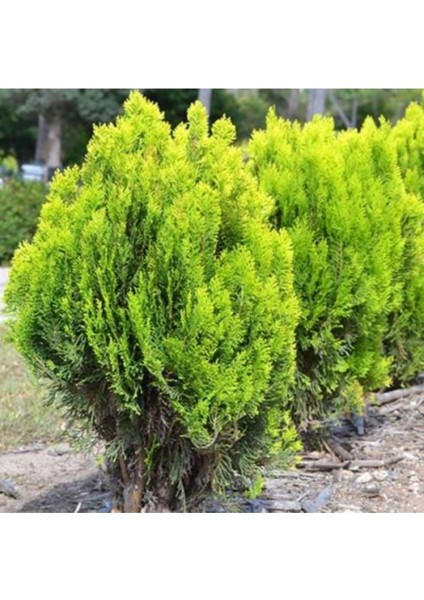 50 Adet Tohum Nadir Kurtbağrı Çit Tohumu Organik Bahçe Saksı Toprak Hediyeli