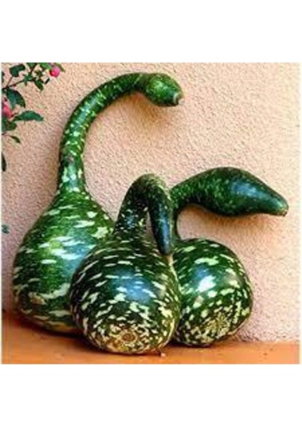 30 Adet Tohum Nadir Bulunan Kuğu Su Kabağı Tohumu Kuğu Kabak Tohumu Sürpriz Hediye Tohumludur