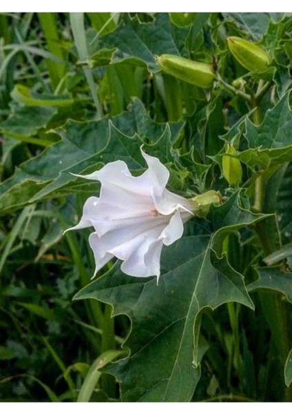 Gece Güzeli Çiçeği Tohumu Gece Güzeli Tohumu 10 Adet Tohum modelleri