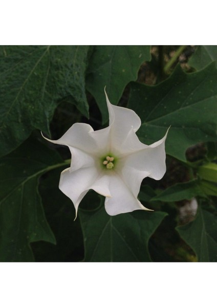 Gece Güzeli Çiçeği Tohumu Gece Güzeli Tohumu 10 Adet Tohum fırsatları