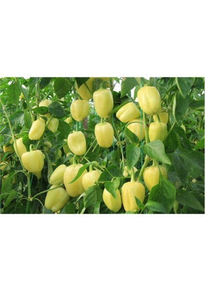 Beyaz Tatlı Dolmalık Biber Tohumu 15 Adet fiyatları