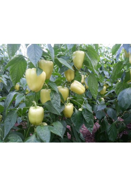 Beyaz Tatlı Dolmalık Biber Tohumu 15 Adet modelleri