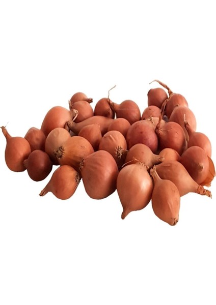 100 Adet Tohum Nadir Arpacık Acısız Kıska Kuru Soğan Tohumu Organik Hobi Bahçe Yetiştiricilik Tohum