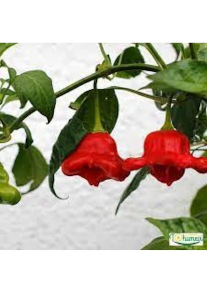 50 Adet Tohum Nadir Kırmızı Saksılık Gül Biberi Tohumu Saksı Toprak Hediyeli