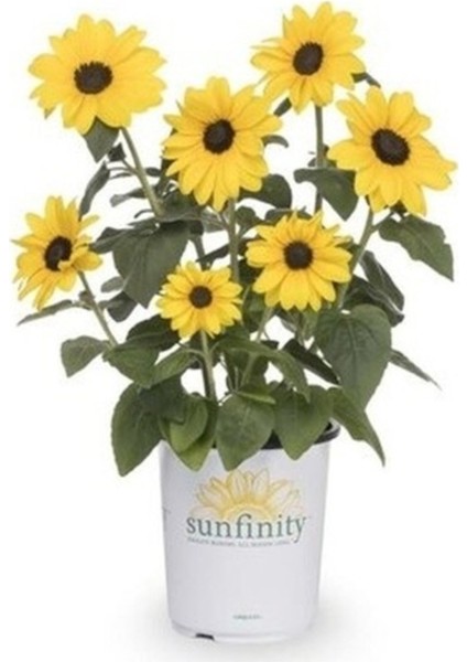 50 Adet Tohum Nadir Süs Ayçiçeği Tohumu Taze Hasat Mezarlık Kabir Kabristan Çiçek