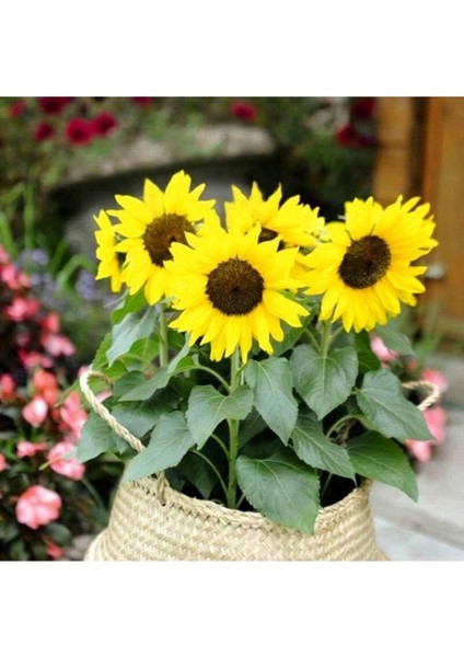 50 Adet Tohum Nadir Süs Ayçiçeği Tohumu Taze Hasat Mezarlık Kabir Kabristan Çiçek fiyatları