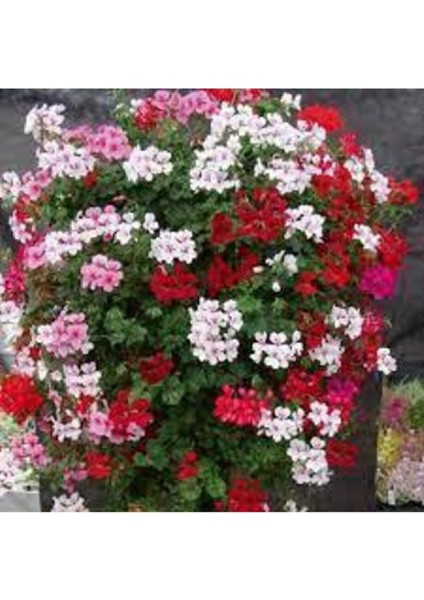 5 Adet Tohum Kraliyet Halısı Tohumu