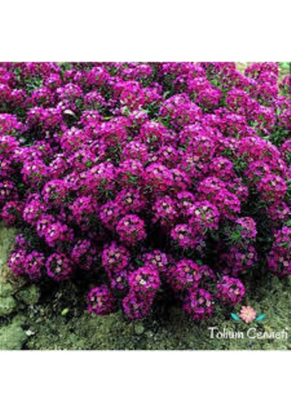 5 Adet Tohum Kraliyet Halısı Tohumu fiyatları