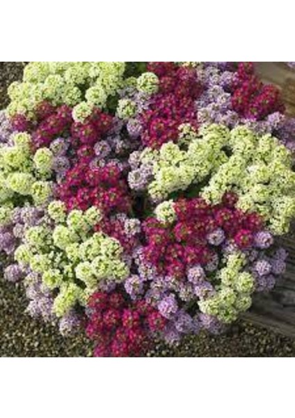 5 Adet Tohum Kraliyet Halısı Tohumu modelleri