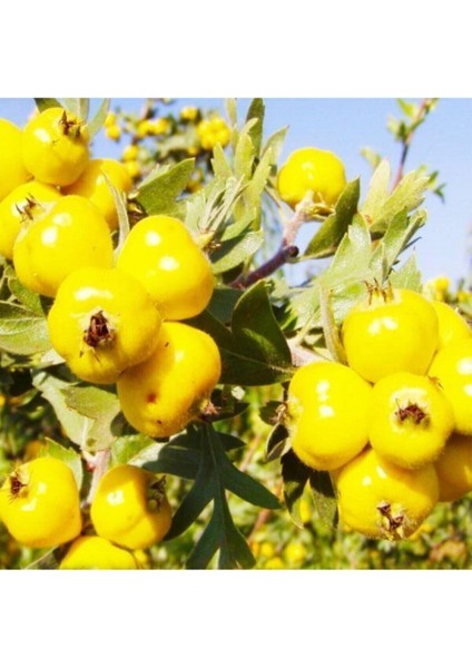 10 Adet Tohum Organik Bahçe Organik Sarı Dağ Alıç Tohumu Orjinal Yeni Sezon Tohum Saksı Toprak