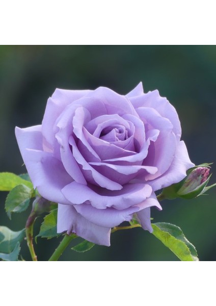 Aşılı Mor Lila Gül Fidanı 10-20 cm