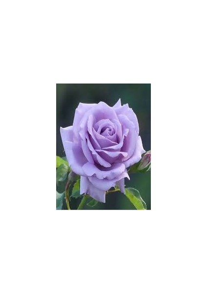 Aşılı Mor Lila Gül Fidanı 10-20 cm fiyatları
