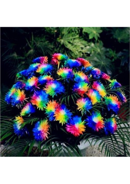 Renkli Himalaya Orkide Tohumu 5 Adet Tohum