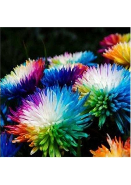 Renkli Himalaya Orkide Tohumu 5 Adet Tohum fiyatları