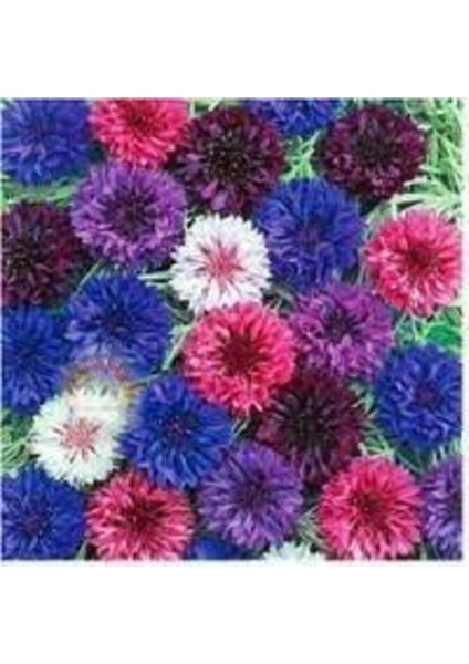 10 Adet Tohum Kontur Çiçeği Tohumu Çiçek Tohumu Toprak Saksı Sürpriz Hediye Tohumla Gönderilir