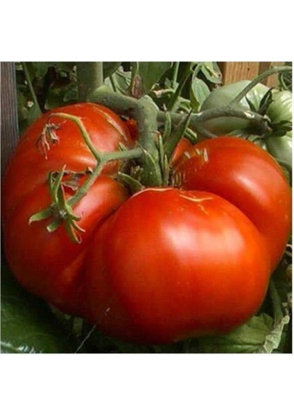 100 Adet Tohum Nadir Ithal Dev Hollanda Domates Tohum Hollanda Domates Saksı Toprak Hediyemiz