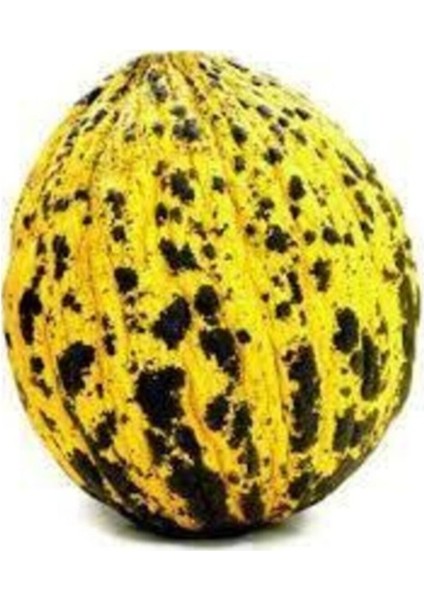 20 Adet Tohum Organik Kırkağaç Kavun Tohumu Köy Tohumu Sarı Bal Kavun Tohum Hediye Tohumlu fiyatları