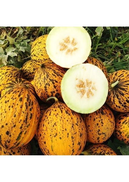 20 Adet Tohum Organik Kırkağaç Kavun Tohumu Köy Tohumu Sarı Bal Kavun Tohum Hediye Tohumlu modelleri