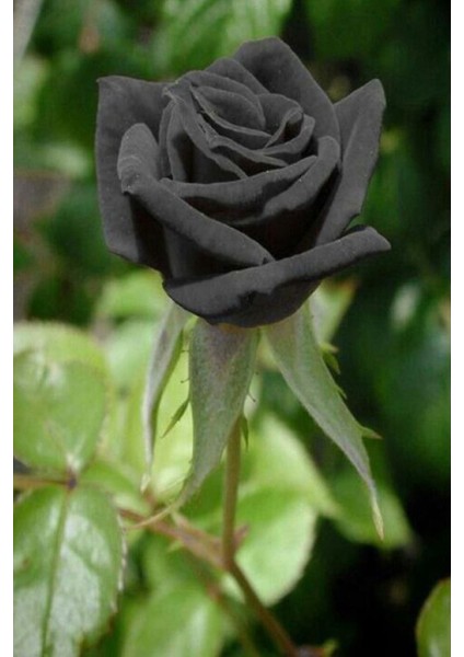 20 Adet Tohum Nadir Siyah Gül Tohumu Kara Gül Saksı Toprak Sürpriz Hediye Tohumlu