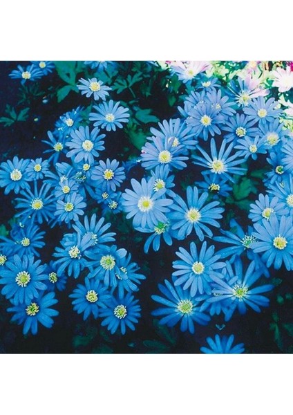 30 Adet Nadir Bulunan Mavi Papatya Çiçeği Tohumu Mavi Kır Papatya Tohumu Hediye Tohumludur