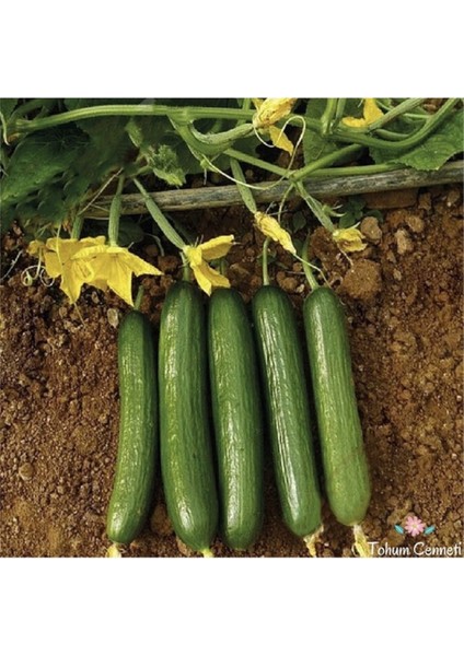 150 Adet Tohum Nadir Çengelköy Organik Hakiki Salatalık Tohumu Taze Hasat Tohum Hediye Tohum