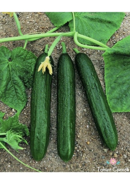 150 Adet Tohum Nadir Çengelköy Organik Hakiki Salatalık Tohumu Taze Hasat Tohum Hediye Tohum fiyatları