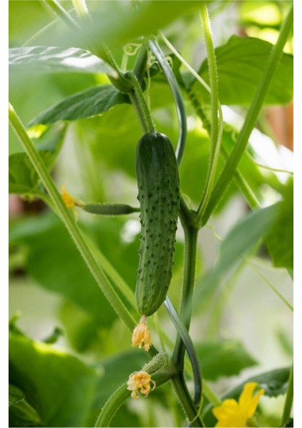 150 Adet Tohum Kornişon Salatalık Tohumu Kıtır Kornişon Salatalığı Sürpriz Hediye Sebze Tohumludur