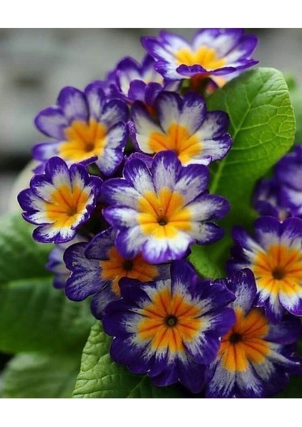 30 Adet Tohum Nadir Bulunan Çuha Çiçeği Tohumu Çüha Çiçek Tohumu Hediye Tohumlu