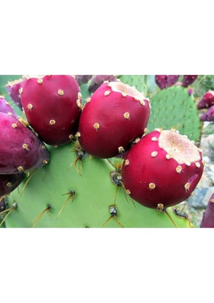 10 Adet Tohum Organik Kırmızı Dikenli Bal Incir Tohumu Bal Dikenli Incir Hediye Tohumlu