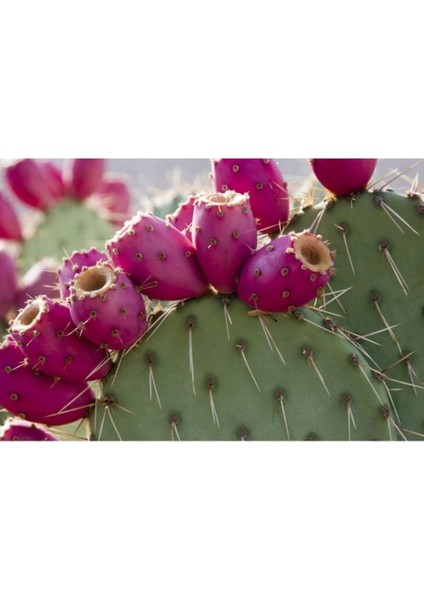 10 Adet Tohum Organik Kırmızı Dikenli Bal Incir Tohumu Bal Dikenli Incir Hediye Tohumlu fiyatları