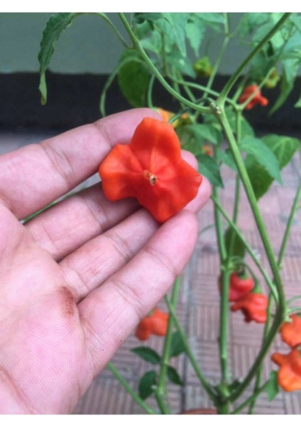 25 Adet Tohum Nadir Organik Kırmızı Gül Biber Tohumu Yeni Hasat Taze Tohum