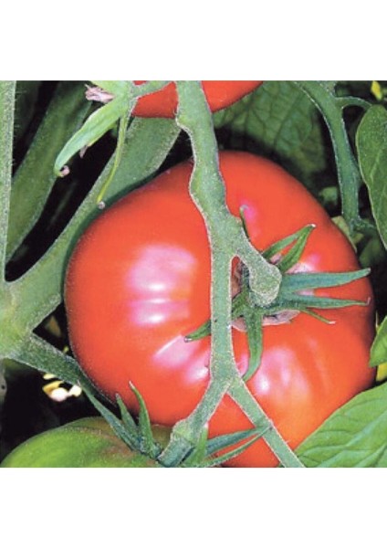 100 Adet Tohum Erkenci Iri Marmande Domates Tohumu Domates Tohumu Sürpriz Hediye Tohumludur