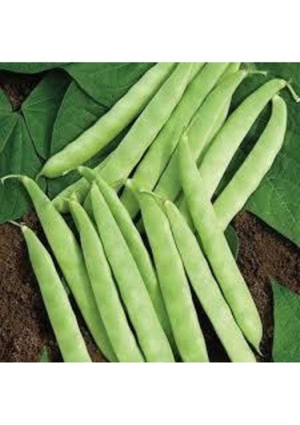 250 Adet Tohum Organik Bahçe Sırık Taze Ayşe Kadın Fasülyesi Fasulye Tohumu Yeni Hasat Hediye Tohum