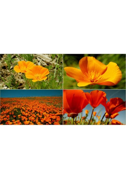 Karışık Acem Lalesi Çiçeği Tohumu Kalifornia Gelinciği Çiçeği Tohumu 20 Adet Tohum