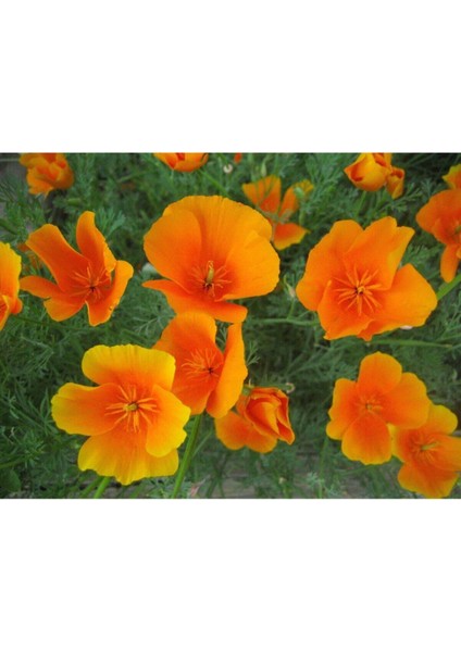 Karışık Acem Lalesi Çiçeği Tohumu Kalifornia Gelinciği Çiçeği Tohumu 20 Adet Tohum fiyatları