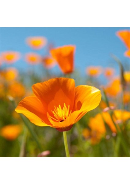 Karışık Acem Lalesi Çiçeği Tohumu Kalifornia Gelinciği Çiçeği Tohumu 20 Adet Tohum modelleri