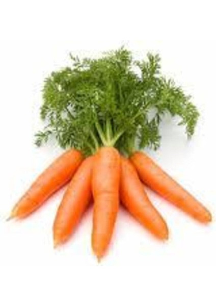 100 Adet Tohum Havuç Etli Erkenci Nantes Havuç Tohumu Sürpriz Hediye Tohumludur