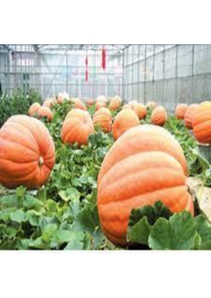 10 Adet Tohum Dev Kabak Tohumu Büyük Antik Giant Kabak Tohum Süpriz Hediye Tohumludur