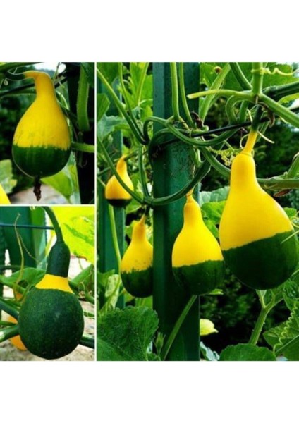 10 Adet Nadir Siyah Sarı Kabak Yeni Tohum Tropikal Süs Kabağı Tohumu Saksı Toprak Hediyemizdir