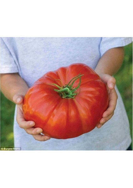 Ithal Dev Hollanda Domates Tohumu 10 Adet Tohum