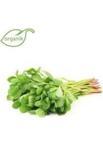 50 Adet Tohum Nadir Organik Doğal Semizotu Tohumu Taze Hasat Yerli Tohum Hediye Tohum