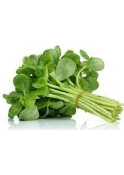 50 Adet Tohum Nadir Organik Doğal Semizotu Tohumu Taze Hasat Yerli Tohum Hediye Tohum fiyatları