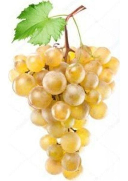 10 Adet Tohum Organik Hobi Bahçe Tarsus Beyaz Bal Üzüm Tohumu Saksı Toprak