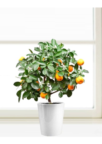 Bodur Bonsai Mandalina Ağacı Tohumu Mandalin Ağacı Tohumu 5 Adet Tohum + Toprak + Saksı