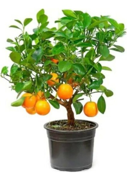 Bodur Bonsai Mandalina Ağacı Tohumu Mandalin Ağacı Tohumu 5 Adet Tohum + Toprak + Saksı modelleri