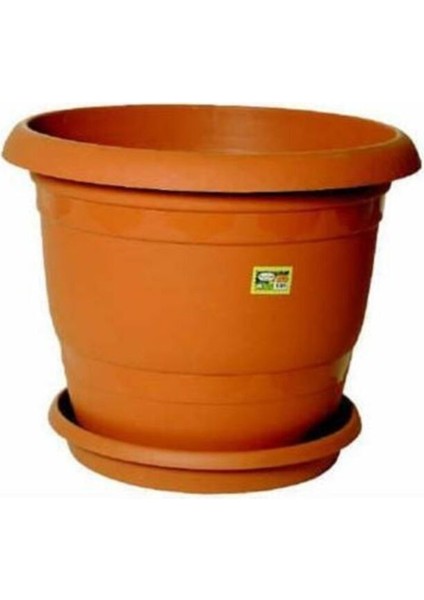 Bodur Bonsai Mandalina Ağacı Tohumu Mandalin Ağacı Tohumu 5 Adet Tohum + Toprak + Saksı fırsatları