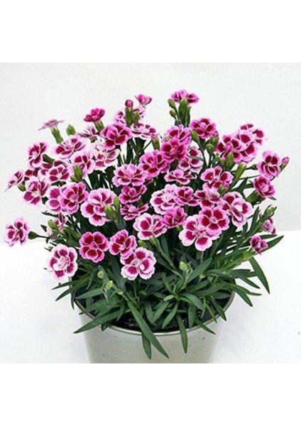 Karışık Hüsnü Yusuf Çiçeği Tohumu Çiçek Tohumu 10 Adet Tohum fiyatları